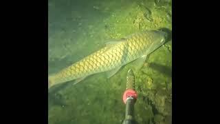 Fish catching #handfish #bowandarrow #fishboat #bowfishing #river #fishing #nature #freshwaterfish