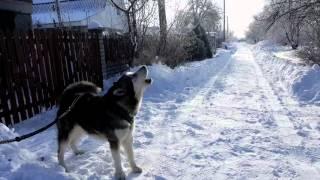 ЭПИЧЕСКИЙ ВОЙ МАЛАМУТА / EPIC MALAMUTE'S HOWLING