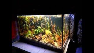 Heterandria formosa tank setup/ akwarium dla Drobniczki jednodniowki