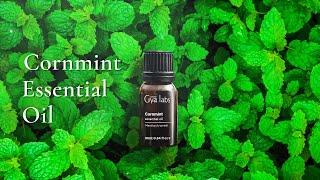 Cornmint Essential Oil: Reviews about Benefits, Uses, and DIY Blends! | Gya Labs