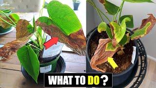 5 Reasons your Anthurium leaves turning brown