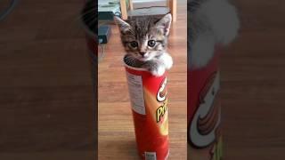 Funny animals 2023 - Funniest Cats and Dogs Video220 #shorts