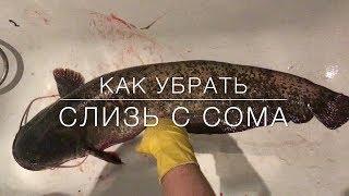 как убрать слизь с сома.подготовка сома к разделке.сом12килограмм