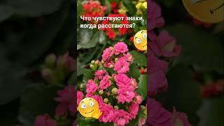 Что чувствуют знаки Зодиака когда расстаются  ? / Эзотерика Гороскоп Астрология