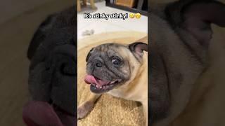 Oops I farted again!  #puppy #pets #cute #pug #funny