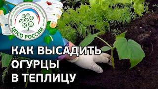  Посадка рассады огурцов в теплицу. Как посадить рассаду огурцов.