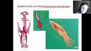 Кровеносная система Головоногих моллюсков