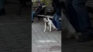 Dog Vs. Rat