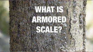 What Is Armored Scale? - Preventive Tree Care