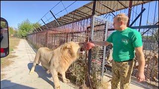 WE FEED young LIONS extremely!