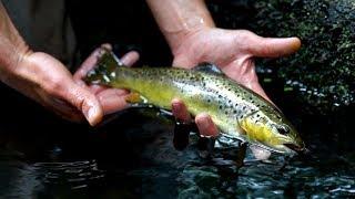 Pêche des Salmonidés en centre Bretagne