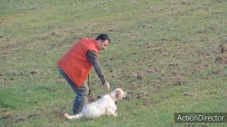 Av köpeği ferma eğitimi ve antrenman #setter #ercanpointer Ercan Pointer Setter