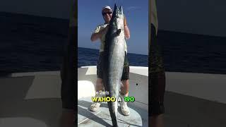 190 Pound Wahoo Caught #fishing #fish #shorts