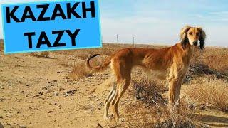 Kazakh Tazy - TOP 10 Interesting Facts