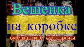 Отчет про Экспериментальные Грибные Блоки Вешенка на Листьях Соломе Опилках Смешанный Субстрат