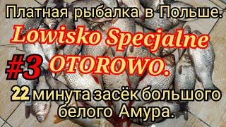 РЫБАЛКА НА ПЛАТНОМ ПРУДУ. "OTOROWO". РЫБАЛКА В ПОЛЬШЕ, 20 ZL АБОНЕНТ И ОПЛАТА ЗА ПОЙМАННУЮ РЫБУ.