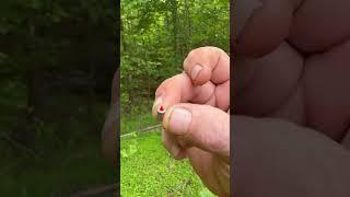 Survival Small Game Collector!