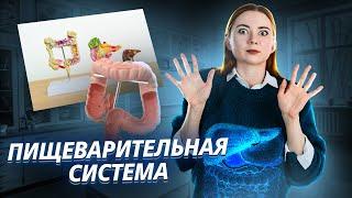 Пищеварительная система: вся тема для ЕГЭ