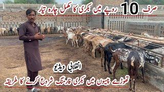 How to start Simple Goat Farming Bussiness in Pakistan