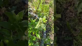 Голубика «Дюк» ягоды #голубикадюк #голубика