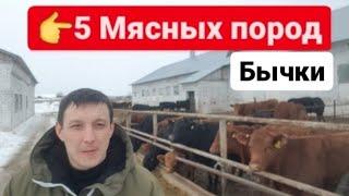 ТОП 5 Мясных пород бычков телок и нетелей. Продажа КРС живым весом.