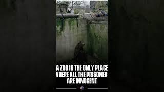 zoo is not right place | #stopzoo | #freedom | #animalfreedom