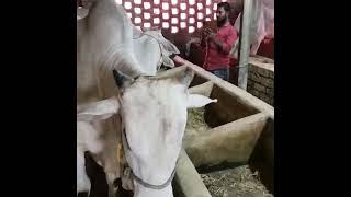 #ytshort #viralvideo #cowhat #qurbanicollection #cow