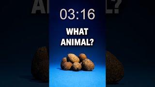 Animal Speedrun to Celebrate 1,000,000 Followers on TikTok