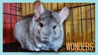 New Chinchilla Rescue!