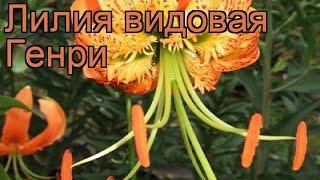 Лилия видовая Генри (lilium)  видовая лилия Генри обзор: как сажать, луковицы лилии Генри