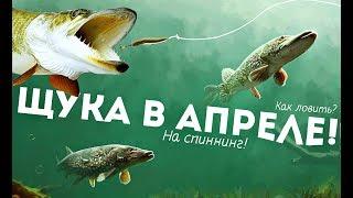 Как ловить щуку весной в апреле на спиннинг?+Секреты ловли щуки в апреле!