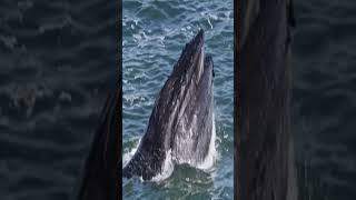 Amazing Humpback whale hunting Video | Humpback whale| Megaptera novaeangliae #shorts