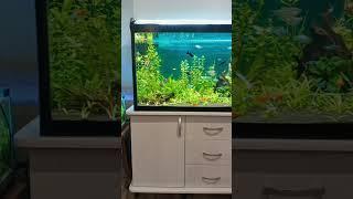 #мои #аквариумы #аквариумистика #рыбки #aquarium #aquascape #домашнийаквариум