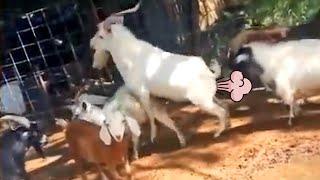 Funny Goat Fainting and Farting - FailTuber