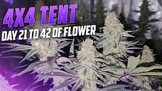 Wall to Wall Frosty Huge Colas, Spiderfarmer 4x4 Tent SE-7000 & 4 Beautiful Plants