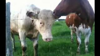 Cows like overtone singing with Christian Bollmann