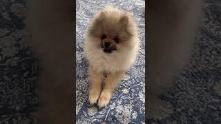 Клоуна вызывали?