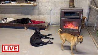 So many beautiful dogs are looking for a home  - Takis Shelter