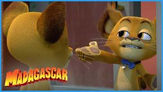 DreamWorks Madagascar | Alex meets a city lion | Madagascar: A Little Wild | Kids Movies