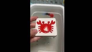 简单爱糖满直播