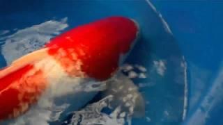 WWKC Teach + Learn Thread  3  Second Kohaku