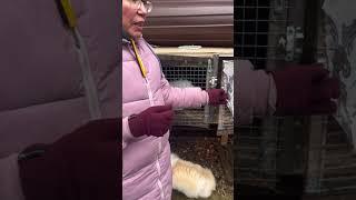 Разведение кроликов с нуля / клетки для кроликов  #кролики #разведение #кролиководство