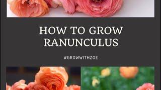 Grow-A-Long Part 1 How to grow Ranunculus