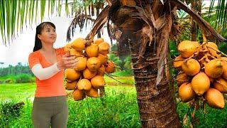 Harvesting Coconut Goes To Countryside Market Sell - Farm Life | Phuong Daily Harvesting