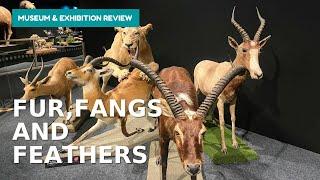 Fur, Fangs and Feathers Exhibition Tour and Review