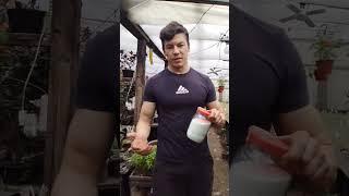 Вторая подкормка рассады после пикировки #теплица #сад #огород