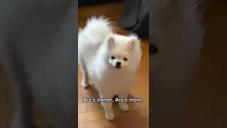 Tiny Paws, Big Heart: Aro’s Tale