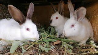 Rabbit farming in Machakos, Kenya