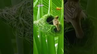 Baboy pakhir basha#shorts#videoshort