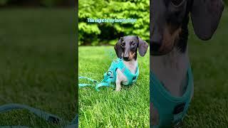Serving Fifth Ave Energy  | Dogistry Walking Set in Blue